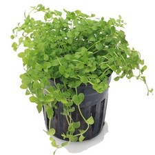 Micranthemum monte carlo for sale  HOUNSLOW