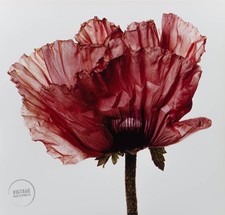 photographs flowers art fine for sale photographs flowers art fine for sale Woodstock