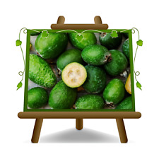 Feijoa sellowiana cespuglio usato  Bettona