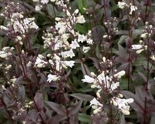 Plug plants penstemon for sale  BANBRIDGE
