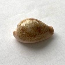 Cypraea subvidiris shell d'occasion  Expédié en Belgium