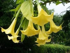 Engelstrompete datura jungpfla gebraucht kaufen  Hainichen