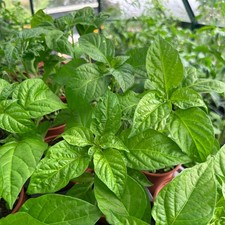 Scotch bonnet plants for sale  HUDDERSFIELD