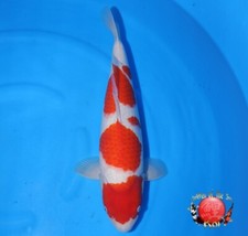 Imported japanese koi for sale  La Center