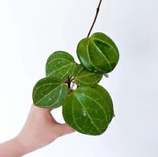 Hoya sarawak plant d'occasion  Expédié en Belgium