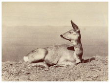 Ottomar anschütz animal d'occasion Ottomar anschütz animal d'occasion  Pagny-sur-Moselle