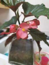 Angel wing begonia for sale  Lewiston