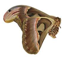 Attacus atlas papered d'occasion  Expédié en Belgium