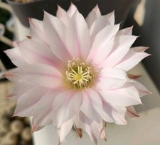 Cactus echinopsis al22 usato  Gallarate