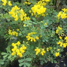 Coronilla valentina subsp. for sale  MARCH