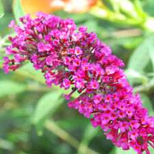 Buddleia davidii buzz for sale  UK