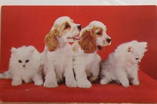 Cartão postal antigo vintage com dois pares de filhotes de cachorro animal vista cartão postal de lembrança padrão comprar usado  Enviando para Brazil
