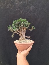 Bonsai taxus tasso usato  Montevarchi