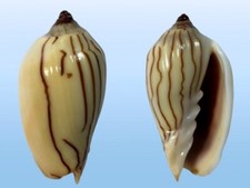 Volutidae voluta amoria usato  Roma