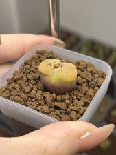 Conophytum maughanii ssp for sale  GLASGOW