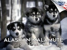 Alaskan malamute dog for sale  Traverse City