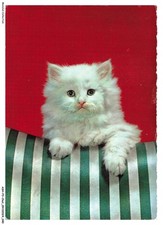 Ashp3 0158 chat d'occasion  France