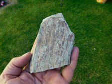 Pflanzenfossilien dem donnersb gebraucht kaufen  Limbach-Oberfrohna