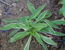 Hosta funkie ginko gebraucht kaufen  Eberhardzell