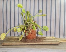 Kit débutant plante d'occasion  Agde