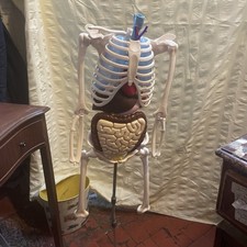 Anatomical skeleton 3size for sale  LIVERPOOL