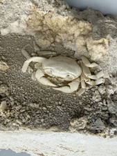 Crabe fossile potamon d'occasion  France