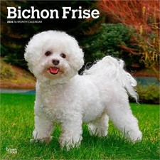 Bichon frise calendar for sale  BRISTOL