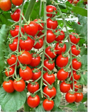 Graines tomates groseille d'occasion  Mallemort