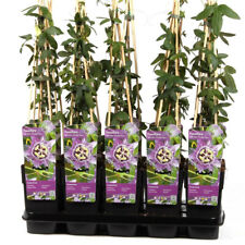 Winterharte passionsblume exot gebraucht kaufen  Wurzen