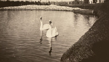 Vintage 1920s swans for sale  New Hartford