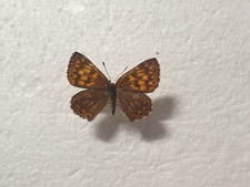 Hamearis lucina very gebraucht kaufen  Guben