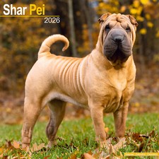 Calendario shar pei usato  Spedire a Italy