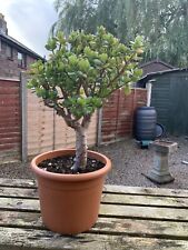 Jade money tree for sale  CARLISLE