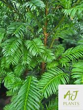 Taxus baccata common for sale  HEREFORD