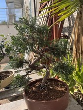 Bonsai ginepro usato  Vallo della Lucania