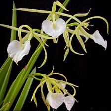 Brassavola little stars for sale  San Francisco