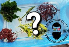 Mystery algae pack for sale  Marathon