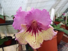 Streptocarpus psychedelic for sale  MAIDENHEAD