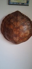 Ancienne carapace tortue d'occasion  Château-Gontier