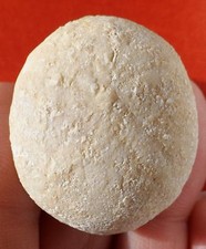 Oursin fossile charente d'occasion  Cuxac-d'Aude