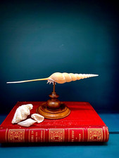 Coquillage tibia fusus d'occasion  Montpellier-