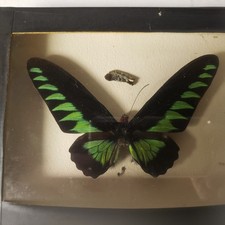 Real butterfly idea for sale  Waupun