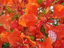 Royal poinciana delonix for sale  Elko