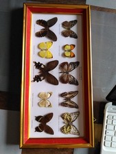 Vitrine taxidermie papillons d'occasion  Sin-le-Noble