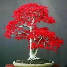 Seeds japanese red for sale  Rockville