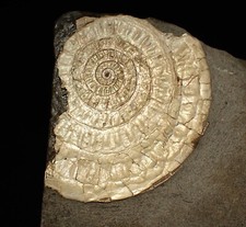 Pearlescent ammonite fossil for sale  BRISTOL