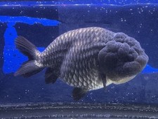Live tropical fish for sale  New York