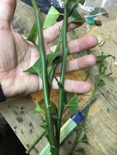 Meyers lemon fresh for sale  Livingston