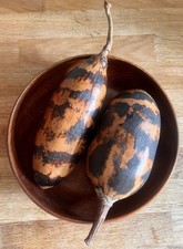 decorative gourds for sale decorative gourds for sale WAKEFIELD