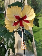 hibiskus rosa sinensis gebraucht kaufen hibiskus rosa sinensis gebraucht kaufen Deutschland